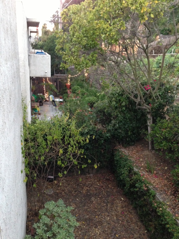 This is our view of the garden below. The corner that the rats enjoy. Note the lovely garden on the other side of the fence. That is the home of the squirrel-whisperer.